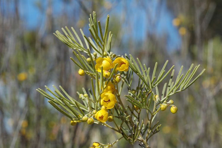 File:Senna artemisioides subsp. artemisioides.jpg