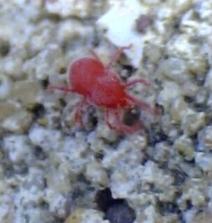 File:Spider mite.jpg