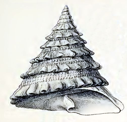 File:Trochus noduliferus 001.jpg