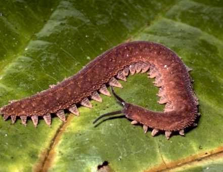 File:Unidentified velvet worm.jpg