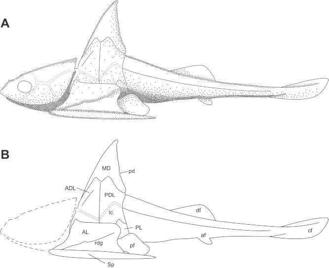 File:Africanaspis edmountaini reconstruction.jpg