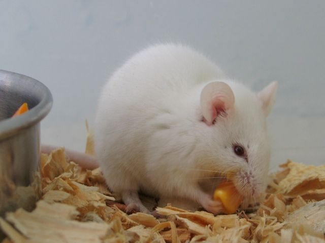 File:Albino Mouse.jpg