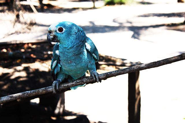 File:Amazona -blue colour mutation-8a.jpg