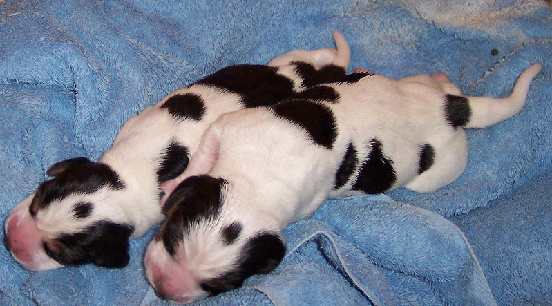 File:Beagles Puppies.png