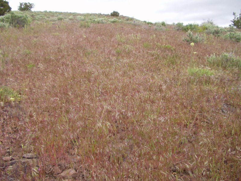 File:Cheatgrass NV 1.jpg