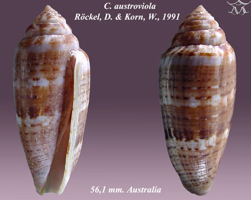 File:Conus austroviola 1.jpg