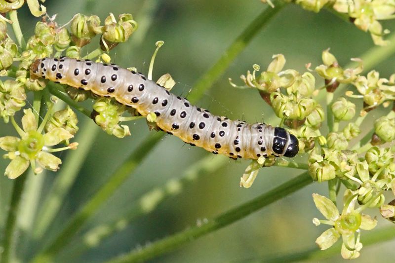 File:Depressaria radiella larva.jpg