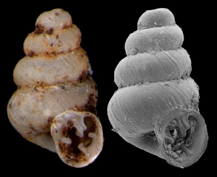 File:Gastrocopta sharae.jpg