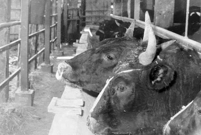 File:ItoRanch-Cows-1956.jpg