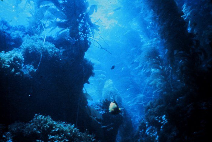 File:Kelp forest-blue.jpg