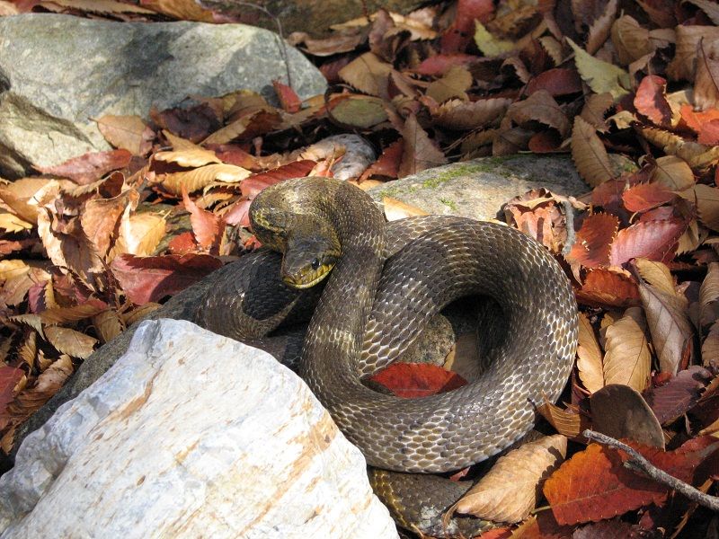 File:Korean rat snake.jpg