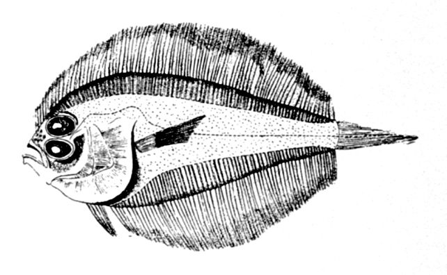 File:Laeops macrophthalmus.jpg