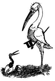 File:Lampoon ibis 1888.jpg