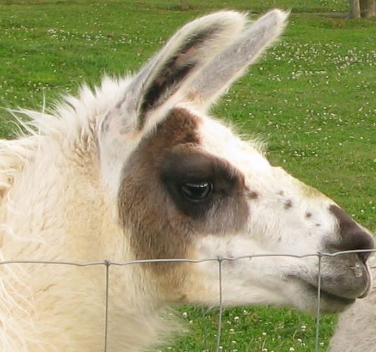 File:LlamaHead.JPG