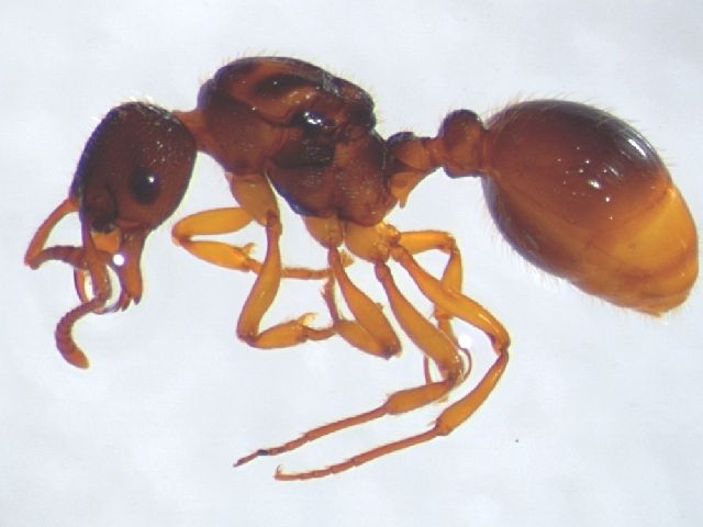 File:Myrmica vandeli.jpg