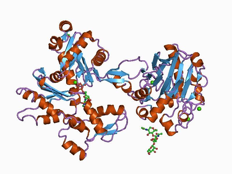 File:PDB 1atn EBI.jpg