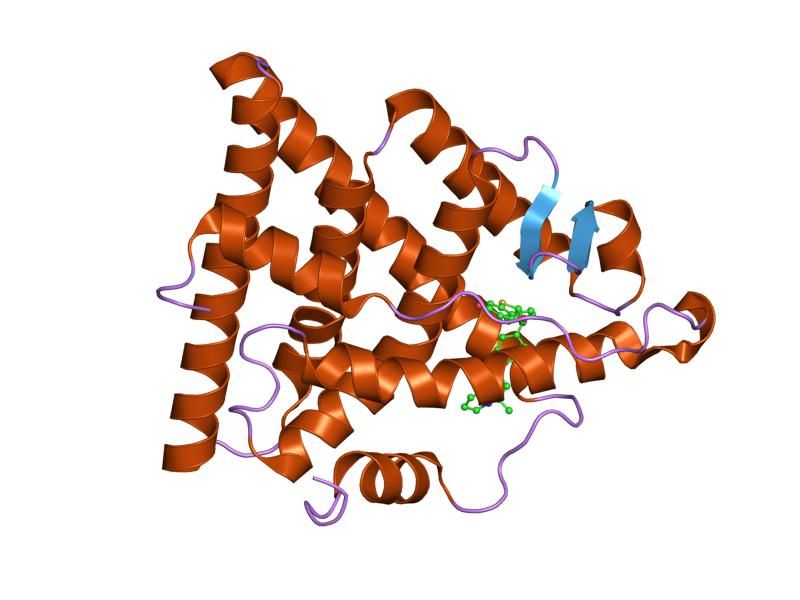 File:PDB 1xpc EBI.jpg