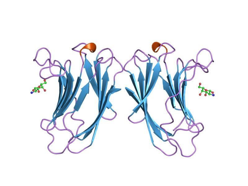 File:PDB 3gal EBI.jpg