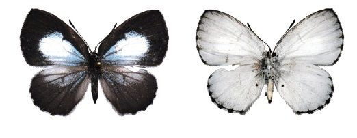 File:Philiris radicala female dorsal and ventral.jpg