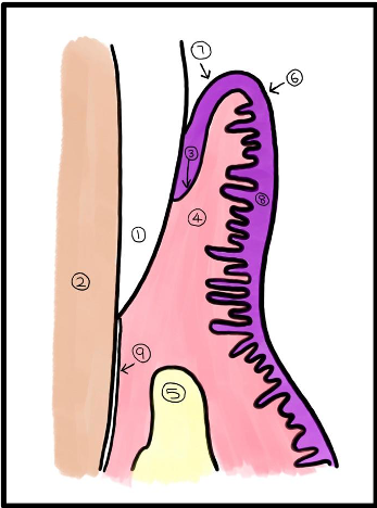 File:Picture of Dentogingival Junction.png