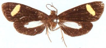 File:Proutiellasimplex.jpg