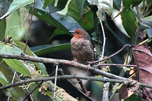 File:Redfrontedantpeckerfemale.jpg