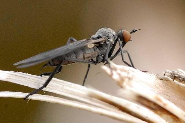 File:Rhamphomyia.albidiventris2.-.lindsey.jpg