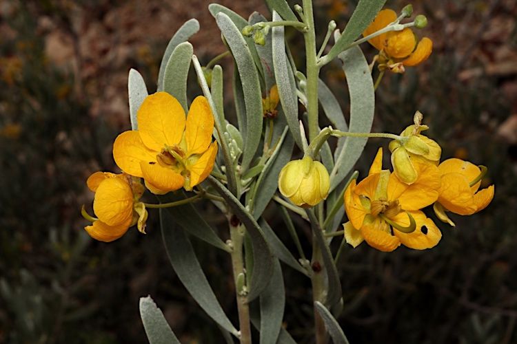 File:Senna phyllodinea.jpg