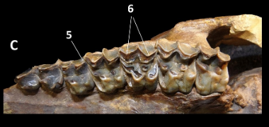 File:Tetramerorhinus jaw.png