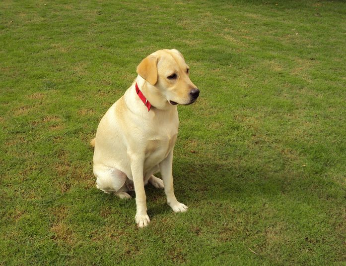 File:Yellow Labrador Retriever.jpg