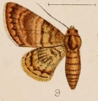 File:09-Neoscelis metachlora=Hybridoneura abnormis Warren, 1898.JPG