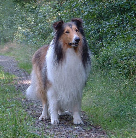 File:AmericanCollie.jpg