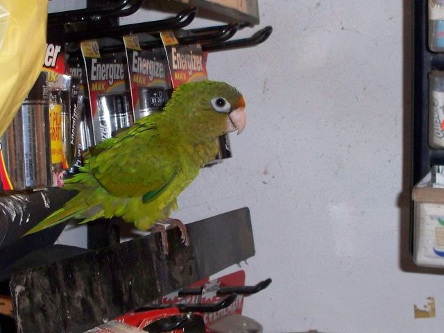 File:Aratinga canicularis (juvenile)-pet-4.jpg