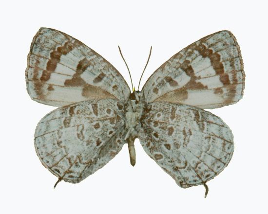 File:Arhopala tomokoae ♂ underside.jpg