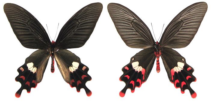 File:Atrophaneura polla.jpg