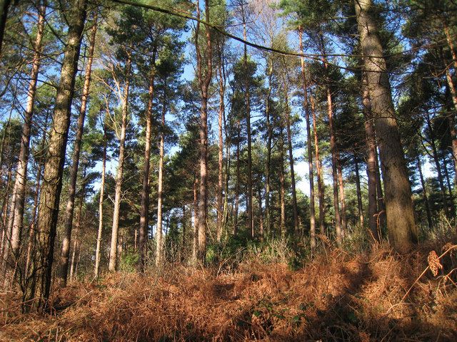 File:Bedgebury Forest.jpg