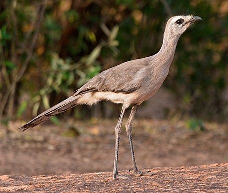 File:Black-legged seriema crop.jpg