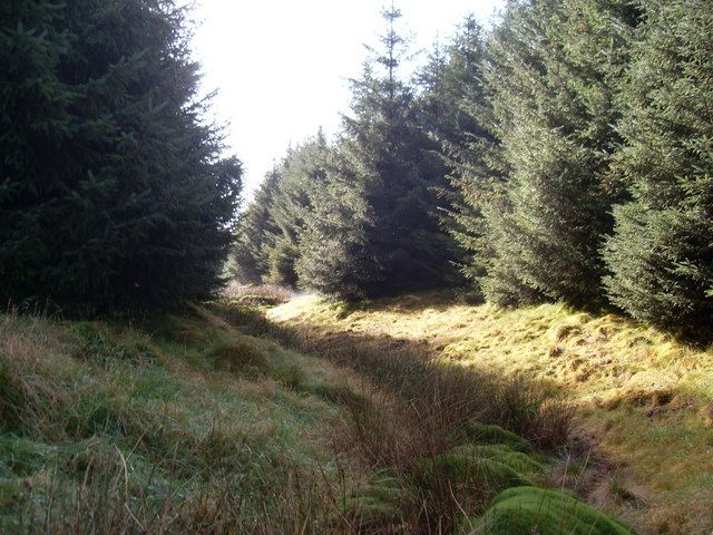 File:Carsgailoch Spring - geograph.org.uk - 1516279.jpg