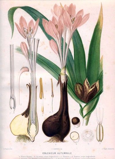 File:Colchicum autumnale00.jpg