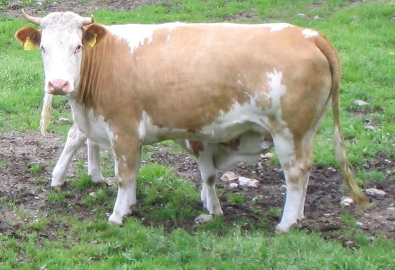 File:Cow suckling.jpg