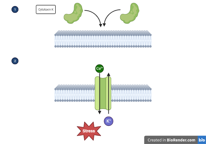 File:CytotoxinK.png