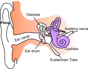 File:Ear-anatomy-text-small-en.png