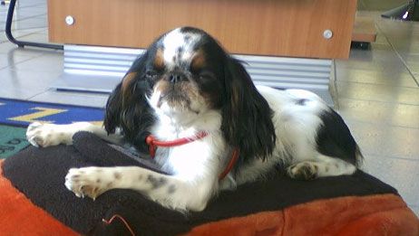 File:English Toy Spaniel Cropped.jpg