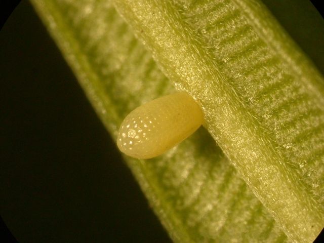 File:Euploea core egg.jpg