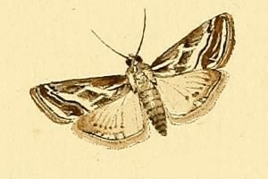 File:Evergestis desertalis.JPG