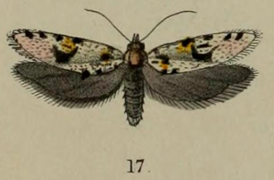 File:Fig 17. Plate XLIII Eurythecta robusta.png