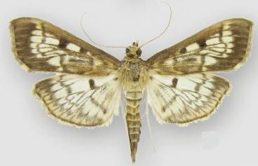 File:Herpetogramma thestealis male.JPG