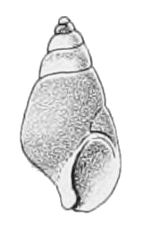 File:Hinea brasiliana shell.png