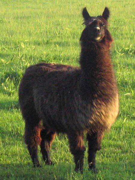 File:Lama in het gras.jpg