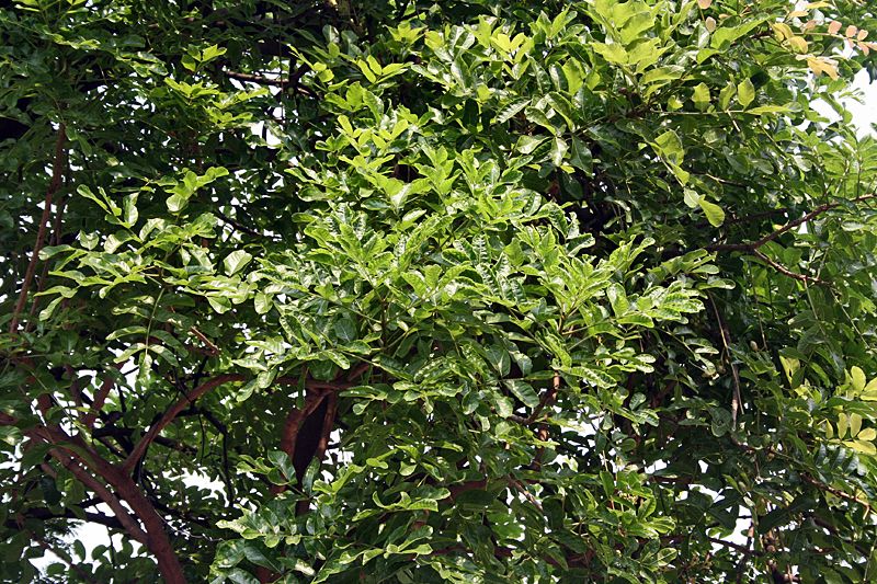 File:Leaves on the tree Im IMG 4108.jpg